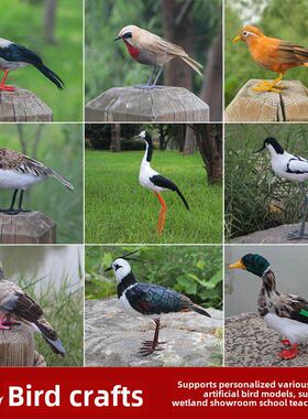 彷真鸟类模型长脚鹬凤头麦鸡八哥秋沙鸭斑鸠湿地展馆学校教具定制