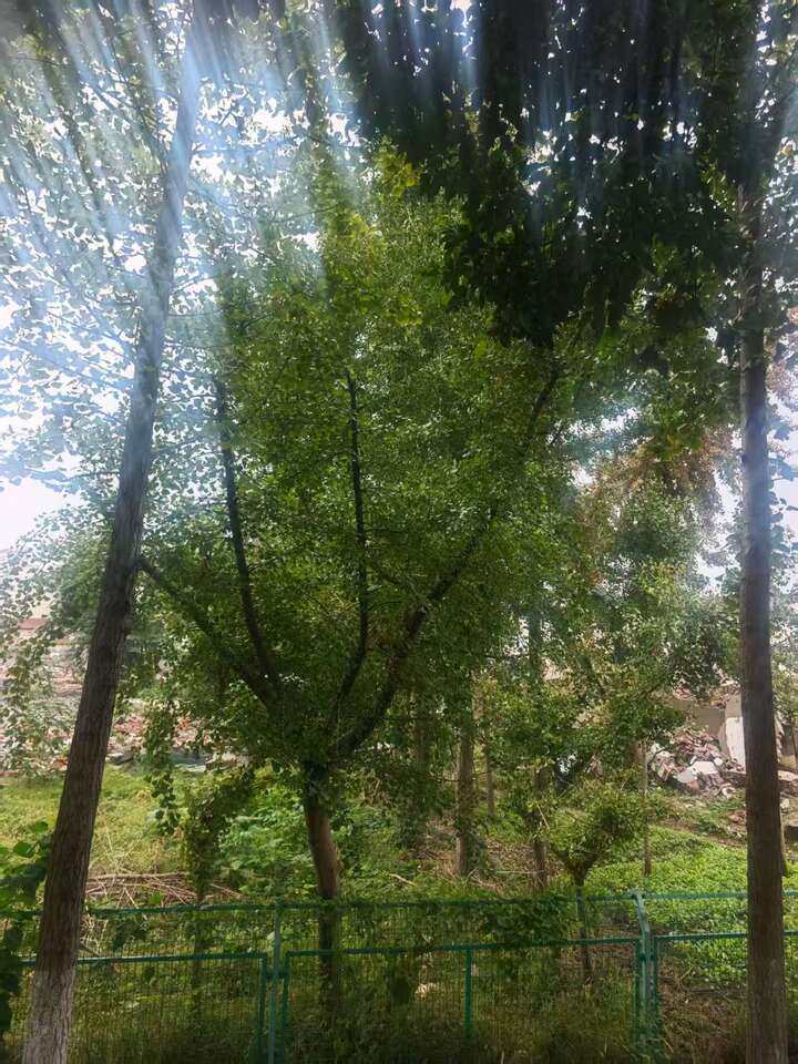 盐宜铁路寺巷段买断树木