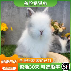 纯种灰白道奇盖脸猫猫兔子活物黑白黄白道奇垂耳兔小型侏儒兔活体