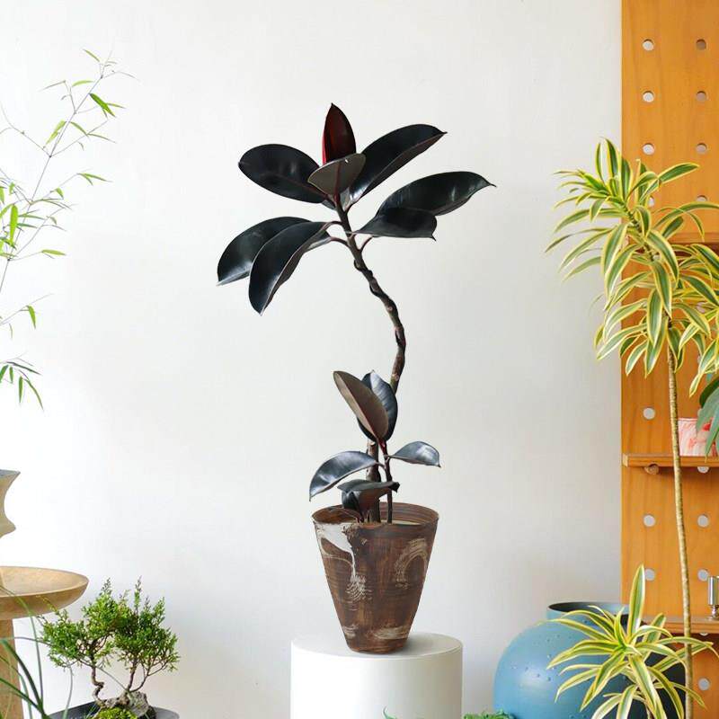 黑金刚橡皮树桌面盆栽景植物咖啡厅室内客厅办公室ins高级感绿植