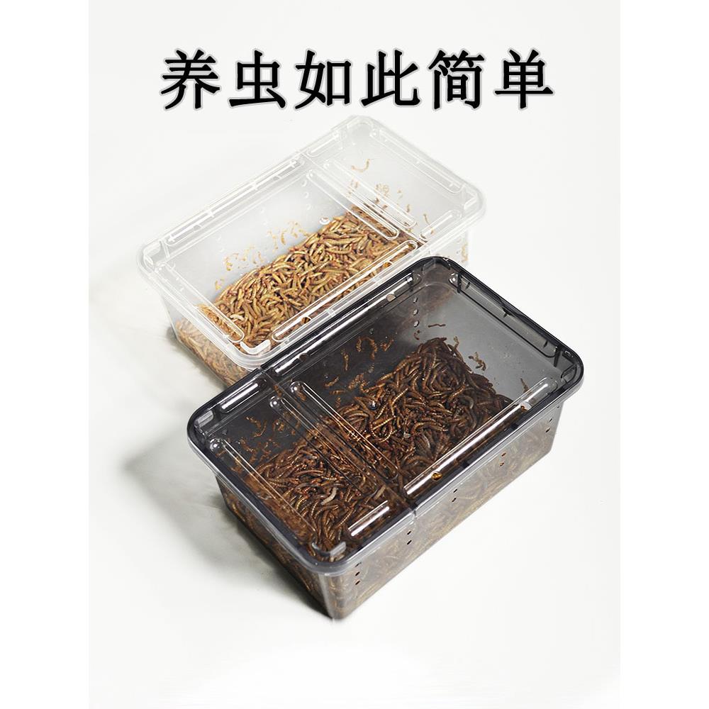 面包虫活虫黄粉虫活体活食物宠物零食鹦鹉鸟饲料虫仓鼠龙鱼乌龟粮