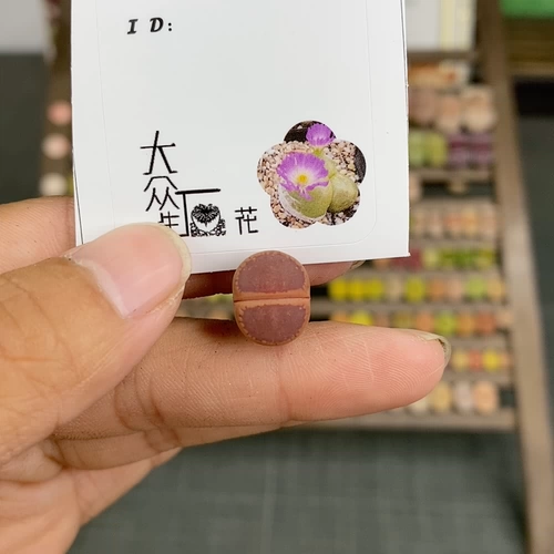 Shengshi Flower Little Mite One Shot 84577