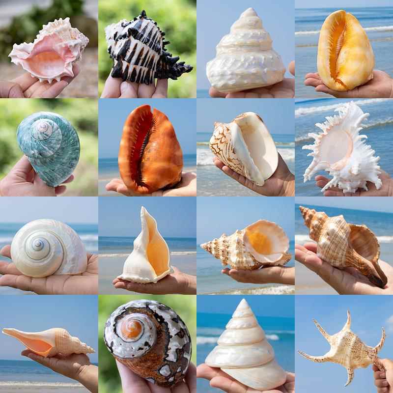 天然真海螺壳鱼缸水族景观美化家居装饰饰品吸引财富千手蛙海螺收