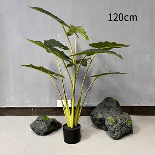 盆栽装饰摆件叶片绿海芋带大家具植绿造景假北欧植热萨利安ing风