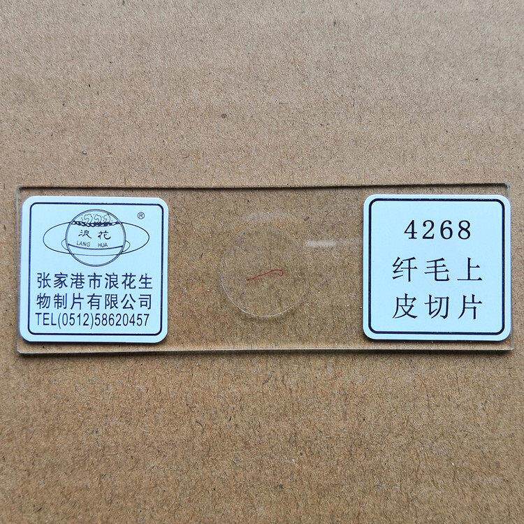 4268 纤毛上皮切片 浪花牌切片 生物显微镜玻片涂片 教学仪器