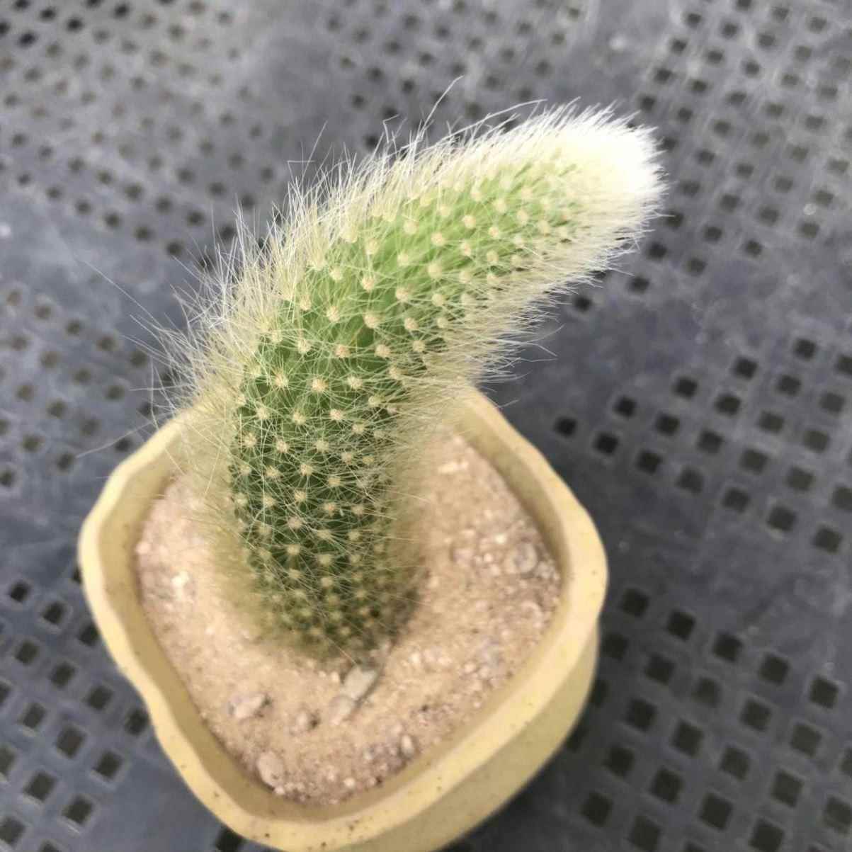 长毛九尾狐多肉植物软毛