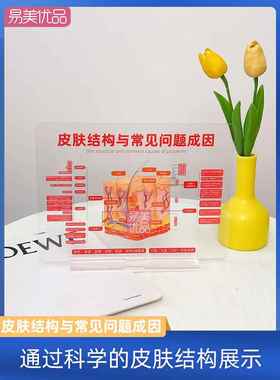 皮肤结构模型亚克力摆件皮肤问题成因分析美容师培训教工具美容院