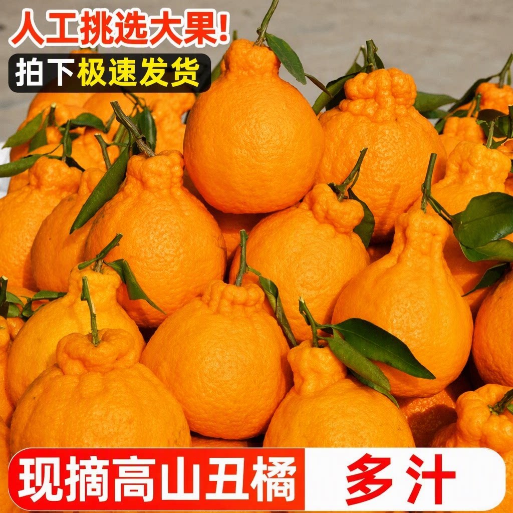 高山丑橘不知火丑柑丑八怪桔子当季现摘新鲜多汁大果整箱包邮橘子