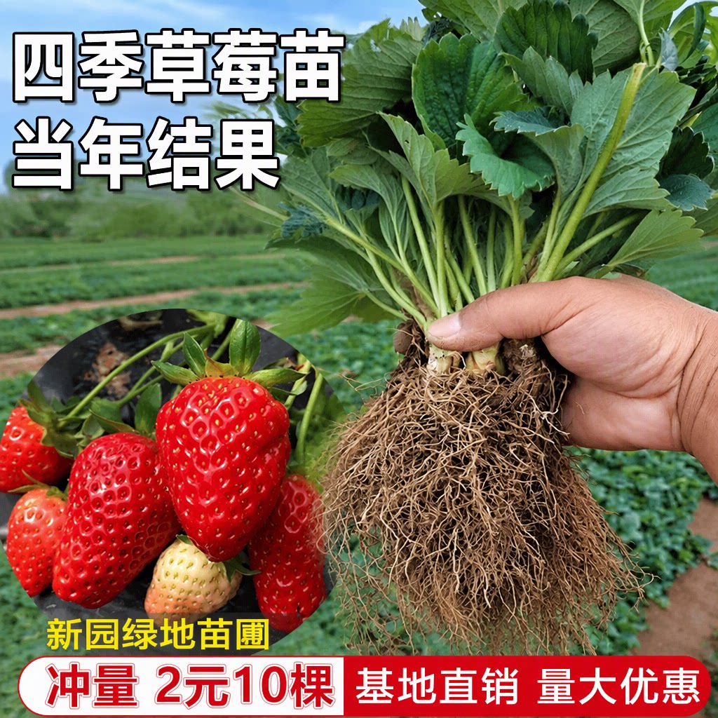 旗舰店四季草莓苗红颜奶油草莓秧大棚种植盆栽当年结果裸根新苗
