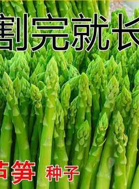 芦笋种子四季种植蔬菜之王进口绿芦笋种籽抗热耐寒蔬菜种子大全
