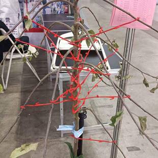 器果树拉器双塑料拉枝器主干型拉10076579枝器钩开枝角果树压枝定