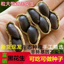 2022年新鲜黑皮花生5斤带壳生生花生纯黑花生米富硒生吃种子特产