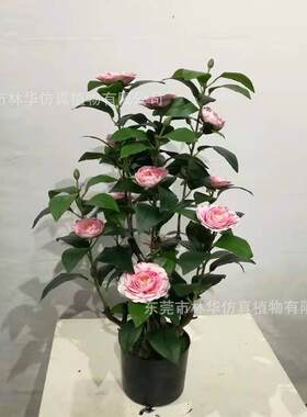 仿真茶花树家居装饰仿真山茶花落地仿真绿植盆景摆件玉兰花树
