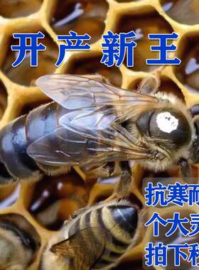 中蜂蜂王种王已交尾好介蜜蜂产卵王阿坝纯种开产新王广西云南土蜂