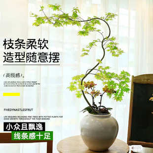 流泉枫造型盆栽景绿植室内阳台办公室客厅好养活四季大型批发