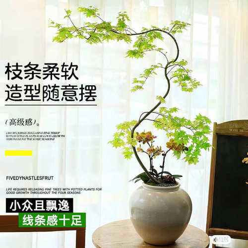 流泉枫造型盆栽景绿植室内阳台办公室客厅好养活四季大型批发