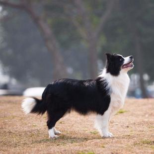 边牧幼犬活体边境牧羊犬黑白双色边牧金色边牧陨石边牧宠物狗幼崽