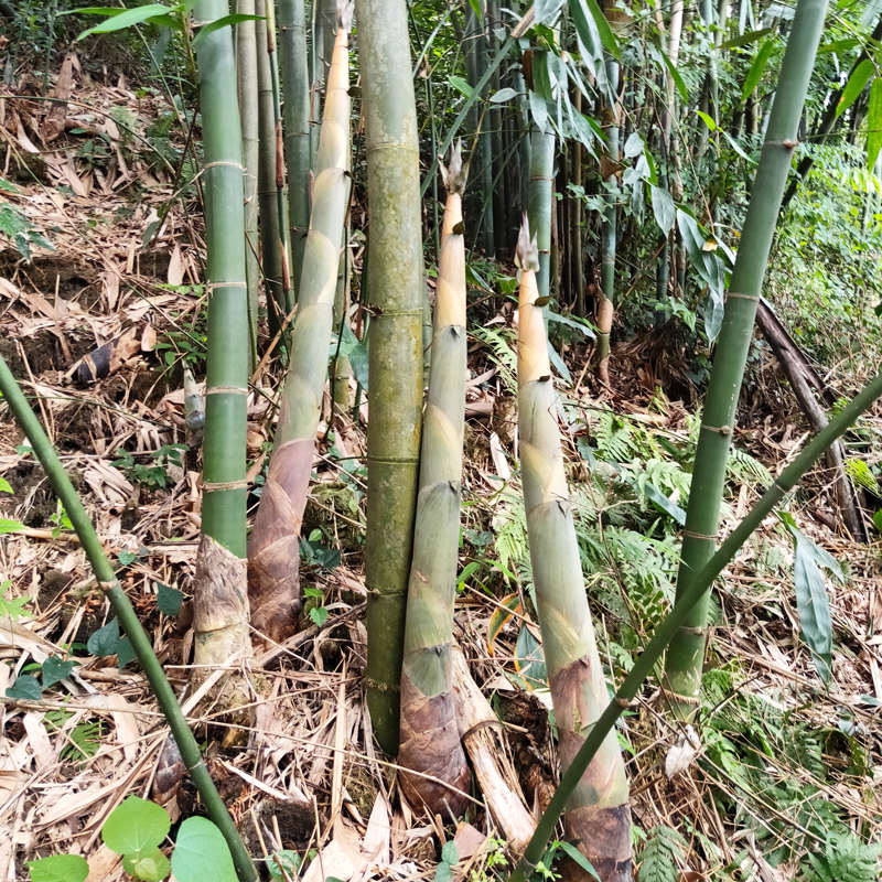 麻竹苗裸根包邮大型庭院丛生竹子苗竹鼠食物甜竹苗西牛竹笋头笋苗