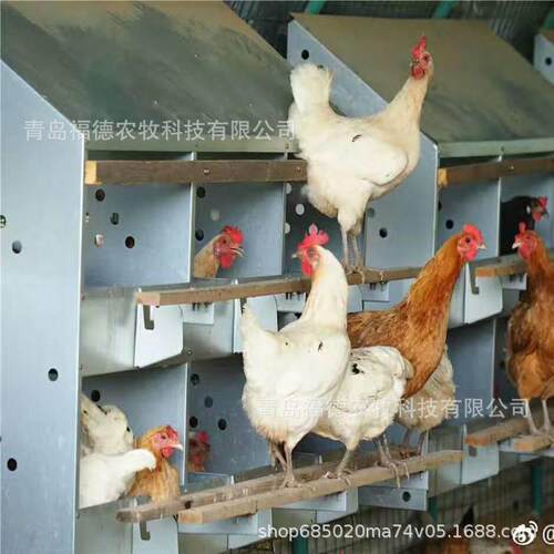 种鸡场用产蛋箱 鸡蛋下蛋箱 带踏板鸡产蛋箱 热镀锌母鸡下蛋箱