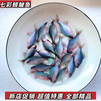 鱼食粮小型鱼饲料孔雀鱼丑鱼粮珊瑚粮开口缓沉水产素食荤小颗粒型