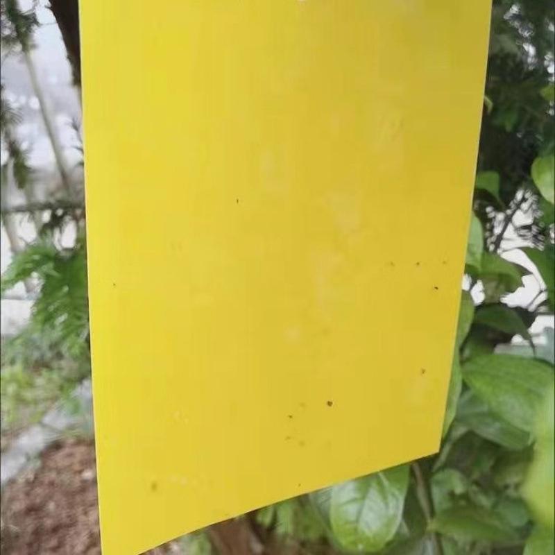 亚马逊黄色飞虫果园其它园艺用品