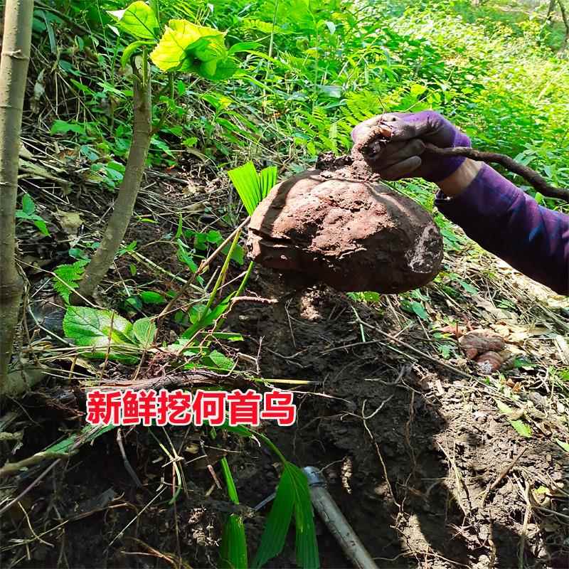 广西新鲜挖何首乌 4斤老年生首乌深山特产首乌干片可磨粉正品药材