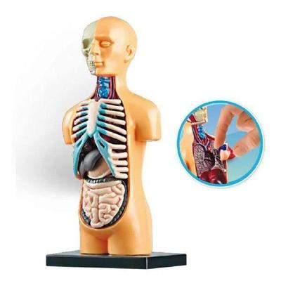Science Human Body Torso Model Demonstration DIY Toys Lab