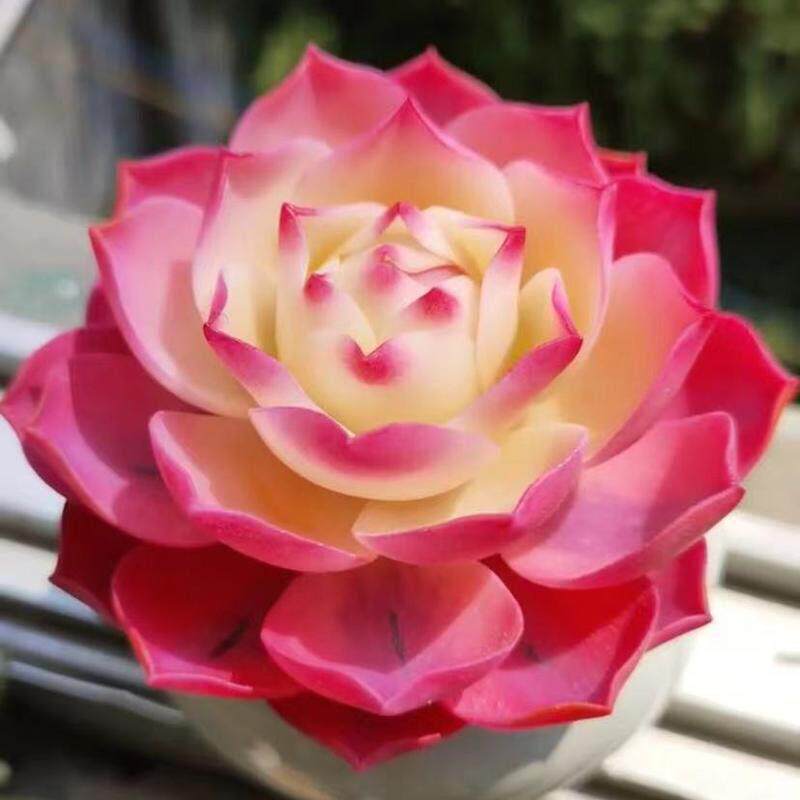 进口罕见肉肉莲花红灯趣味新手四季好养活多肉植物办公室内花卉