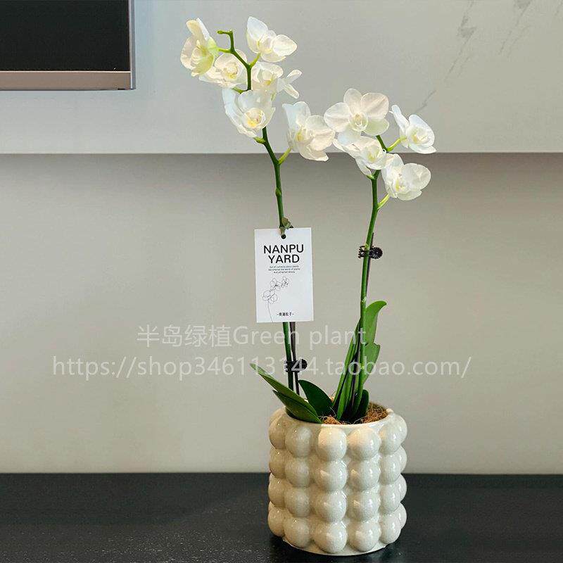 蝴蝶兰盆栽带花卉带花苞植物室内客厅办公室桌面摆件兰花大苗好养