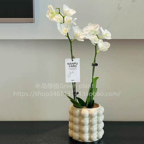 蝴蝶兰盆栽带花卉带花苞植物室内客厅办公室桌面摆件兰花大苗好养