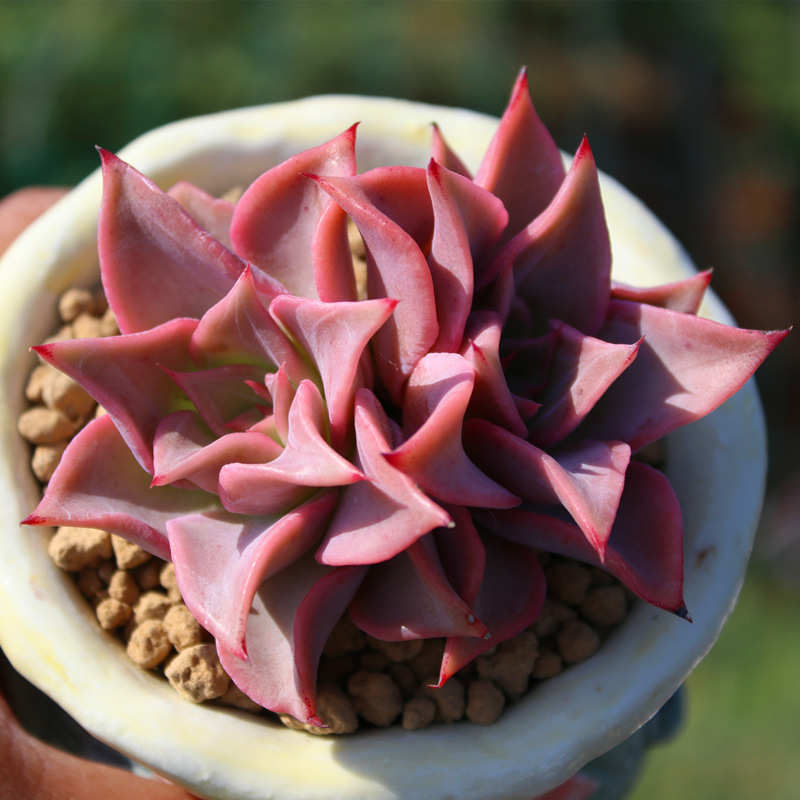 饺子皮 一物一拍 多肉植物 精控养稀有多肉 多头群生老桩 紫红色