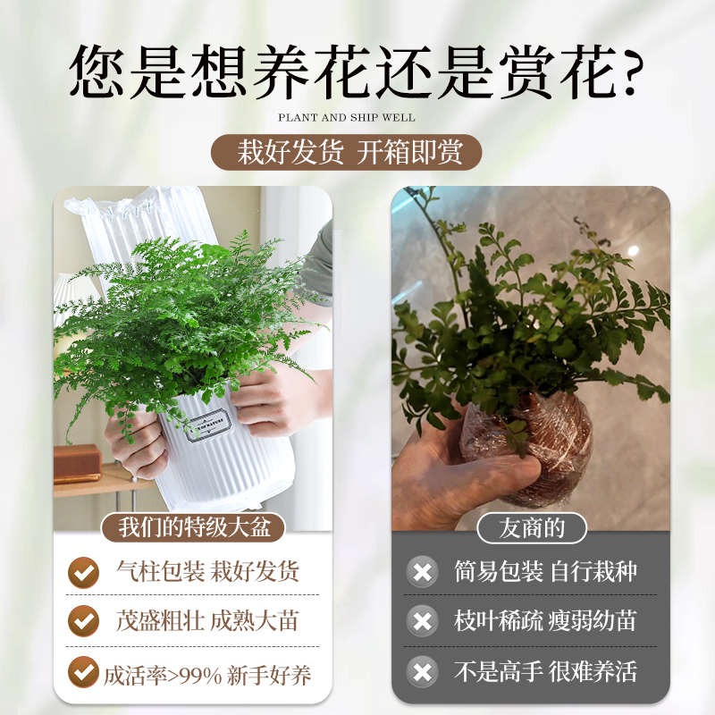 大盆吉姆蕨盆栽蕨类绿植物室内办公桌四季耐旱耐阴好养活净化空气