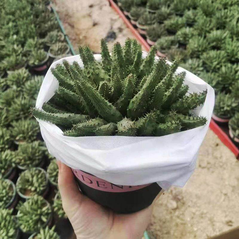 【基地直供】家居花卉植物 盆栽花卉绿植 多肉植物 加仑雷卡雷达