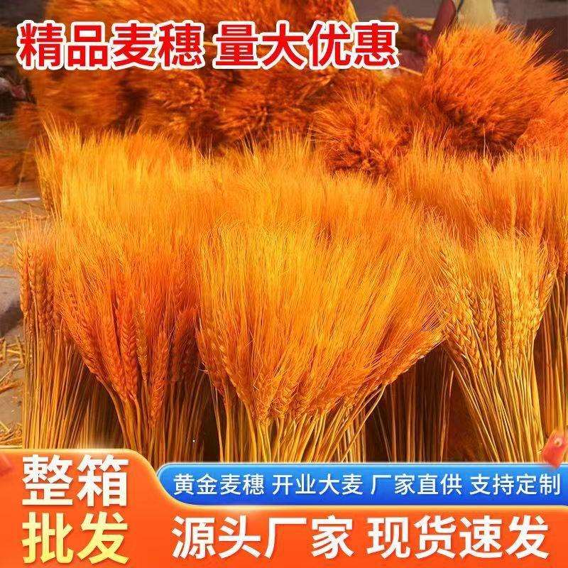 黄金麦穗干花开业大麦黄金麦穗厂家麦穗一整箱
