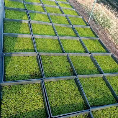 青苔东亚砂藓苔藓微景观庭院盆栽假山造景室内生态瓶绿植微景观