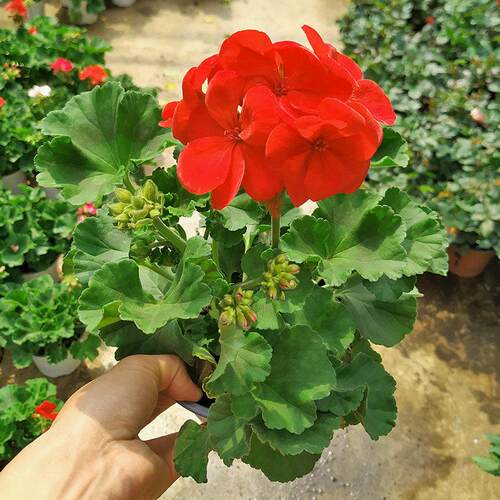 重瓣天竺葵盆栽带花苞四季阳台庭院开花好养花卉直立洋绣球花苗