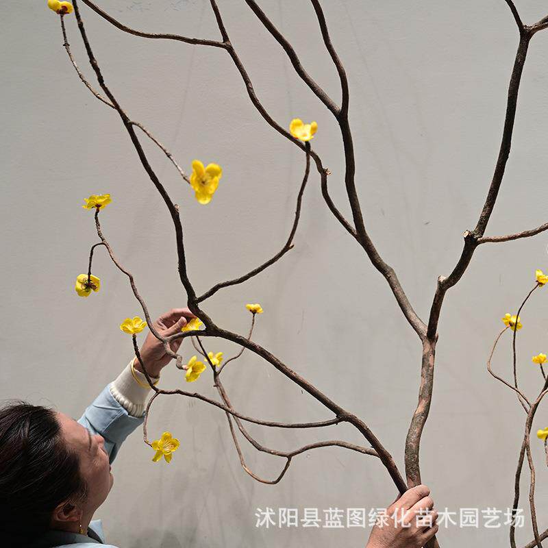 仿真梅花枝干花枝天然插花造景装饰枯树枝梅花枝假树枝造型干树枝