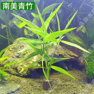 南美水竹青竹水草懒人净水族箱鱼缸定植中后景缸新手好养定植阴性