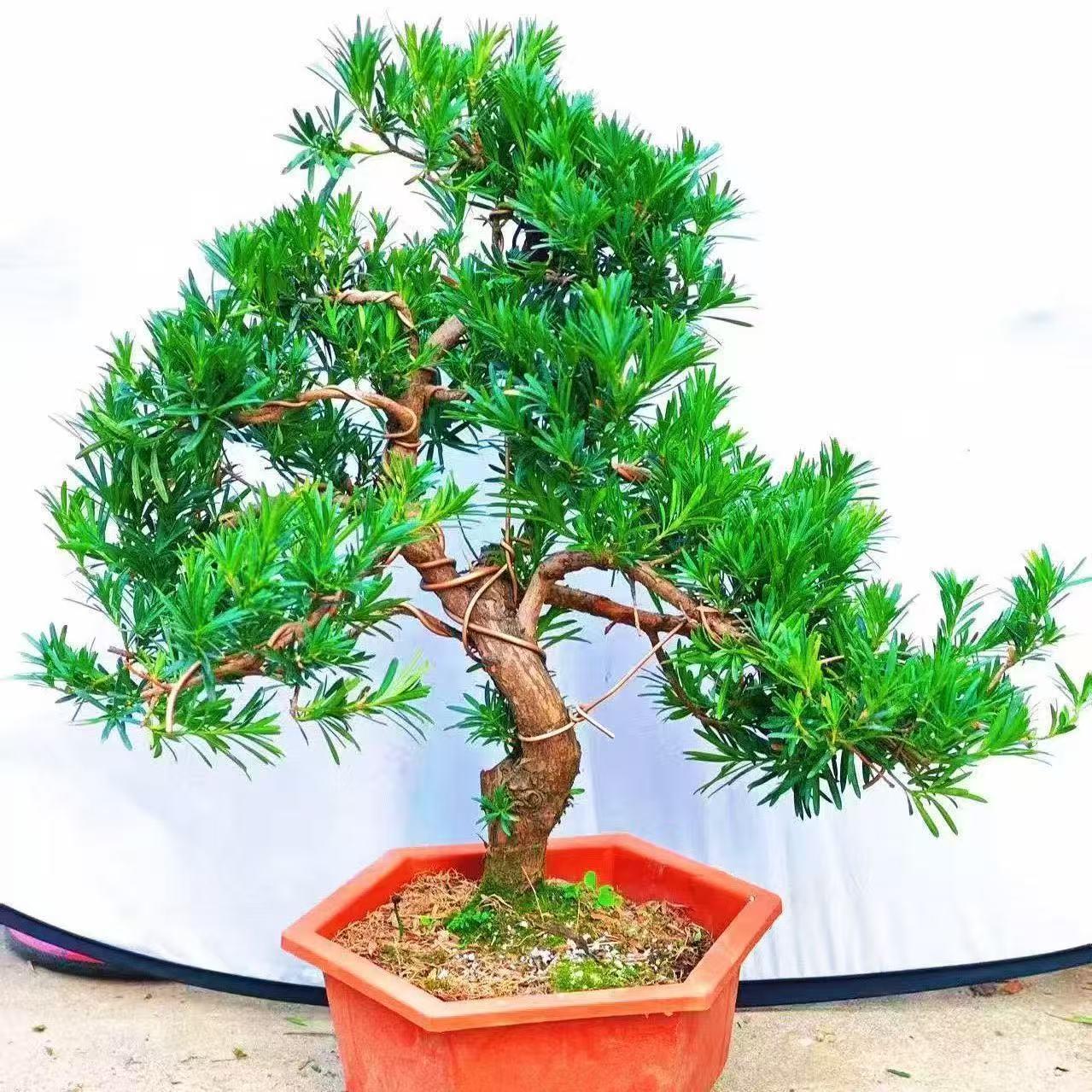 罗汉松盆栽 四季常青造型树小叶雀舌罗汉松盆景老桩大树四季常青
