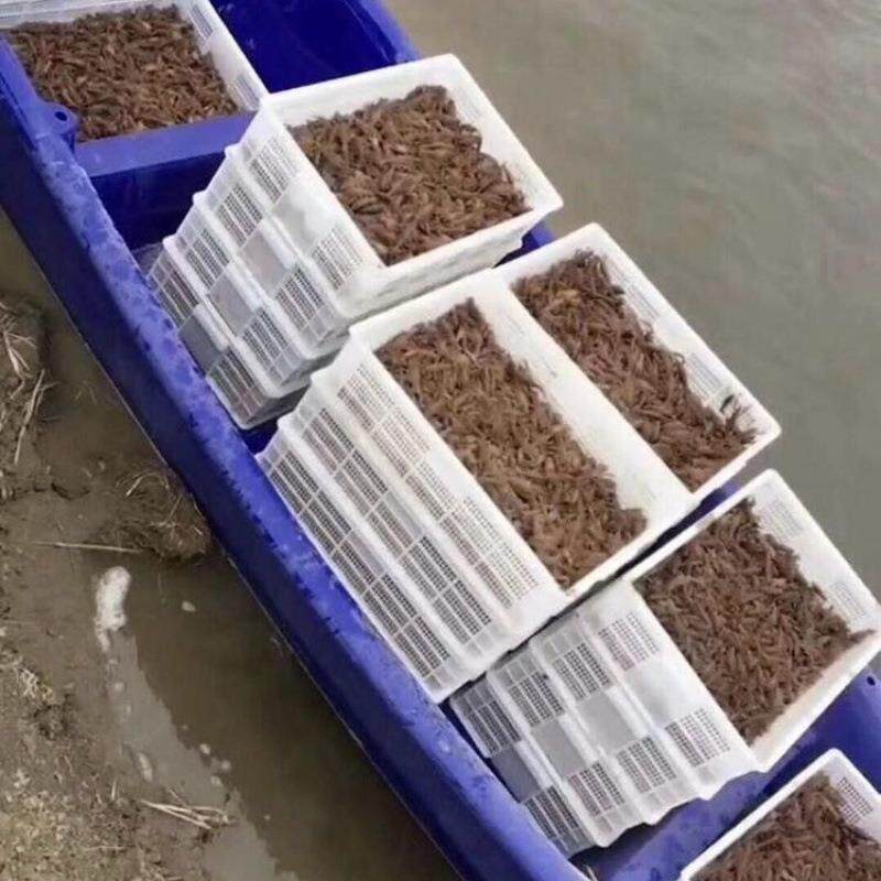 养虾筐加厚龙虾筐密眼虾苗筐塑料筐长方形水产运输专用框塑料周转