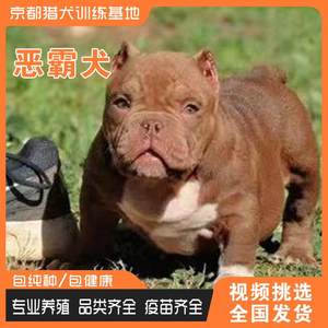 纯种恶霸犬活体幼犬家养宠物口袋体恶霸幼犬血统美国巨型赛级恶霸