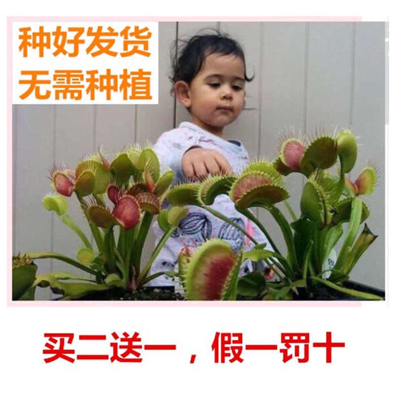 B52捕蝇草超大特大巨夹大嘴苗捕蚊草捕虫草扑蝇草盆栽多肉驱蚊趣