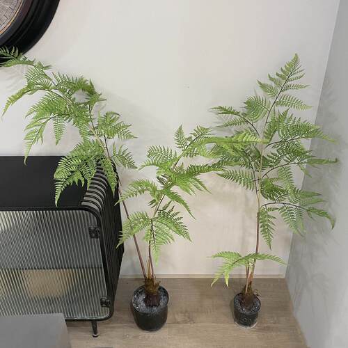 彷真猴头蕨盆栽蕨类绿植商场橱窗景观工程造景落地摆放盆景植物
