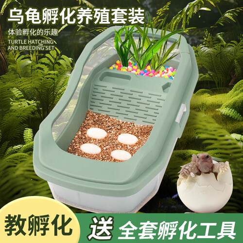 乌龟活物草龟乌龟蛋可孵化中华草龟小深水龟家养苗认主龟宠物墨龟