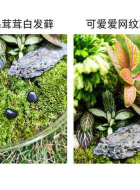 微景观室生态瓶成缸盆景玻植璃F9669JTH苔藓创意物造品景材料全套