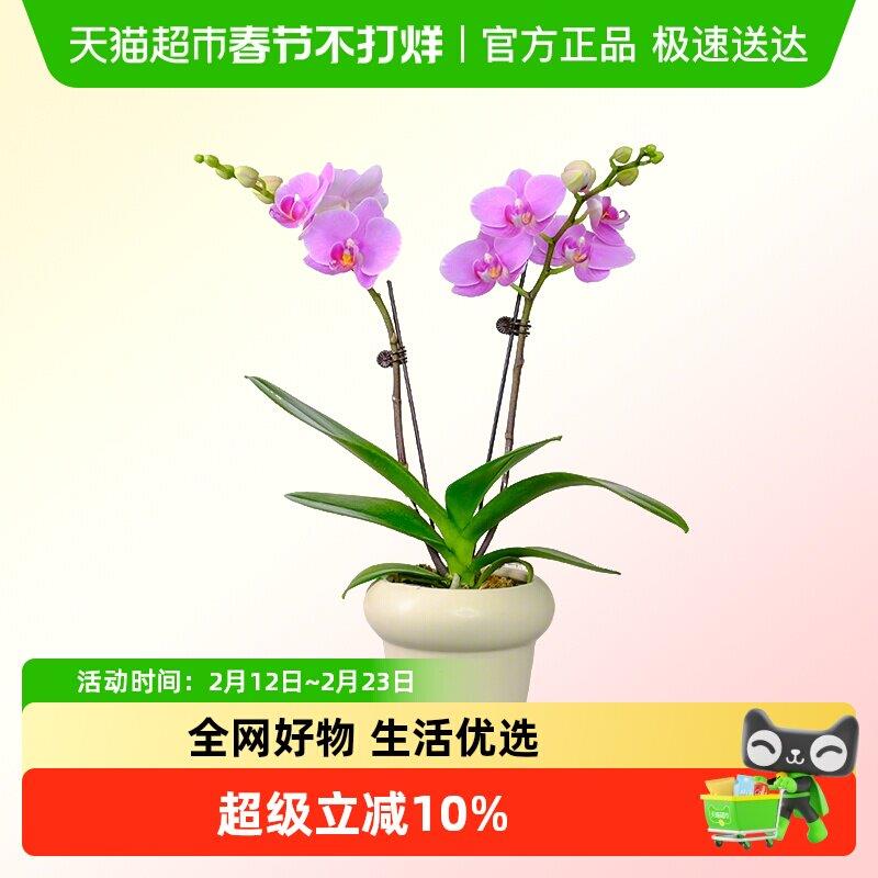 蝴蝶兰盆栽带花苞大苗鲜花卉客厅双剑轻奢高级感四季开花开业乔迁