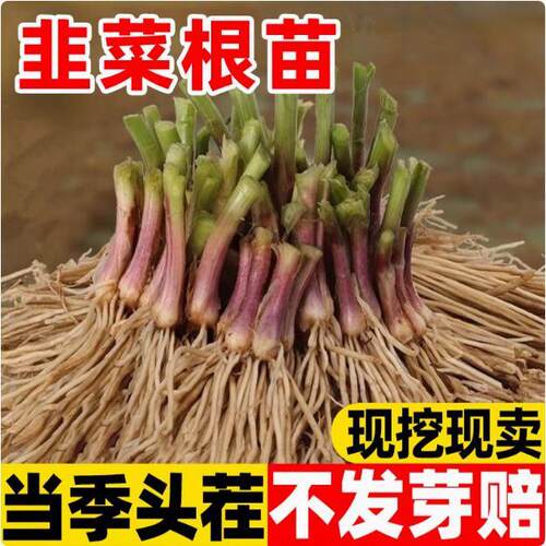 四季韭菜根苗阳台庭院种植野红紫根食用韭菜苗盆栽种子小细叶韭菜