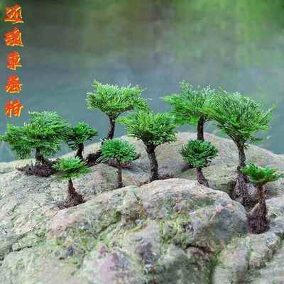 卷柏九死还魂草盆栽复艺活草植植物微型盆景创意假山绿吸水石园草