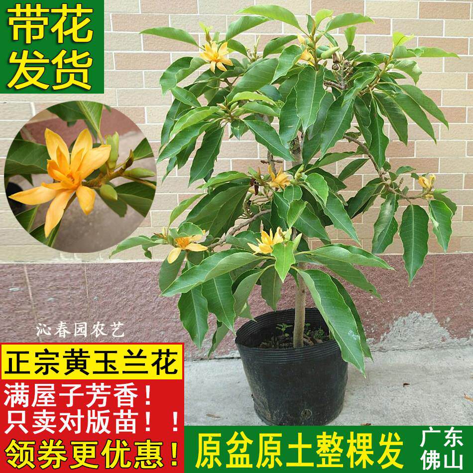 正宗黄玉兰黄兰花盆栽浓郁芳香室外阳台庭院观赏植物花卉种植