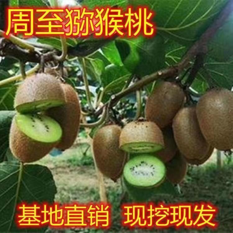 周至猕猴桃树苗泥猴嫁接苗胡桃陕西特产徐香红阳翠香奇异果苗